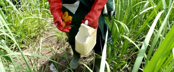 Le produit herbicide est appliqué sur la mauvaise herbe avec une éponge pour ne pas risquer de toucher les feuilles de canne à sucre. © P. Marnotte, Cirad
